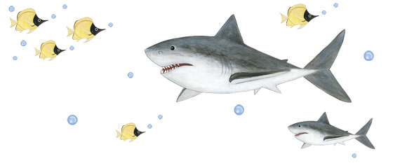 Great White Shark Wall Decals - Shark Murals